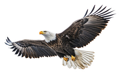 Bald eagle soaring in clear blue sky, cut out - stock png.