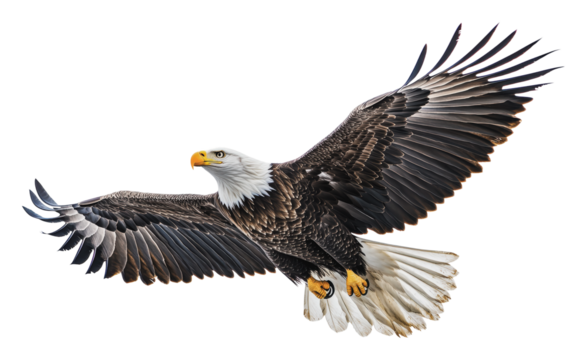 Bald eagle soaring in clear blue sky, cut out - stock png.
