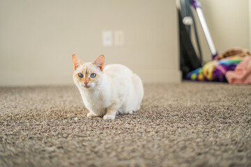 A Siamese mix cat sitting on a carpet indoors in soft natural light