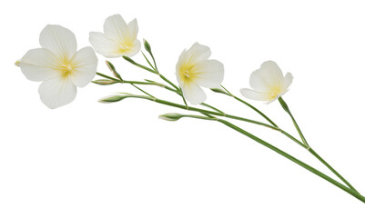 White flowers with delicate petals on a green stem, cut out - stock png.