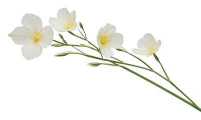White flowers with delicate petals on a green stem, cut out - stock png.