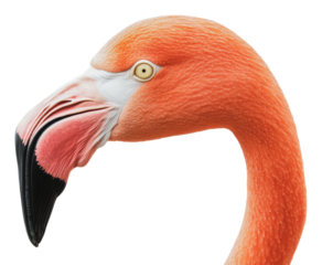 Bold flamingo on white background, cut out - stock png.