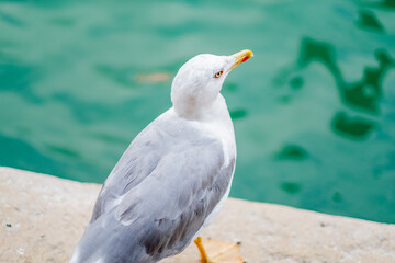 Close-Up Image of a Seagull Perched by the Water in Venice Capturing Nature and Serenity
