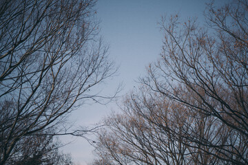 Arboles secos en Yoyogi Park, Tokyo