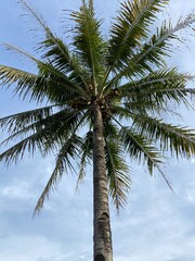coconut trees when the weather is sunny