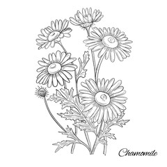 Chamomile outlines botanic natural floral