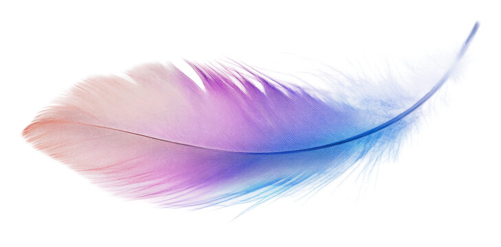 Fototapeta Colorful feather with a gradient in soft tones, cut out - stock png.