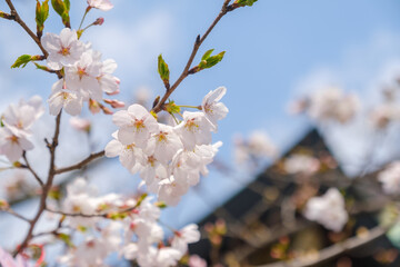 桜と神社　水口神社　滋賀県