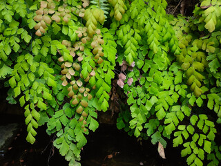 Suplir leaves growing on the cliff. Tropical green leaves layout. Spring nature concept. Leaf wall texture background.