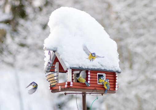 A flock of titmice feeds in a snowy birdhouse with a feeder in winter landscape