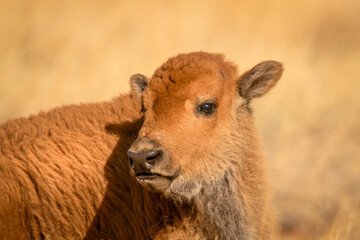 baby bison looking over shoulder