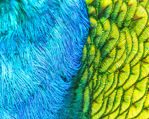 Obraz premium Closeup of Peacock feather Texture