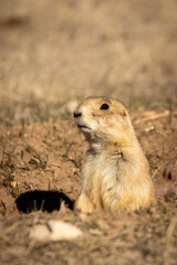 Portrait of a Black Tailed Prairie Dog in its Hole