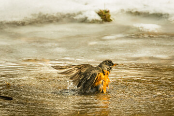 Early Spring Robin bathing in Icy Pool