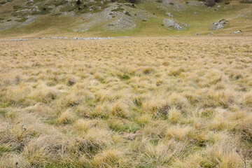 tipica erba di montagna a ciuffi