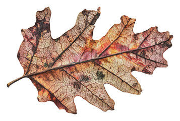 Colorful autumn oak leaf details, cut out - stock png.