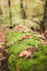 Forest Ground Nature Fungi Moss Humus