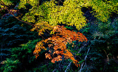 京都、高雄山神護寺参道のもみじ