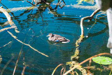 Fototapeta premium Peaceful Duck Floating in Clear Blue Waters Surrounded by Natural Vegetation in a Serene Pond Setting