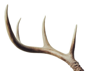 Fototapeta premium Majestic deer antler with impressive points, cut out - stock png.