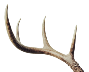 Majestic deer antler with impressive points, cut out - stock png.