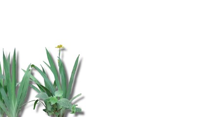 Green grass with shadow and yellow flower isolated on white background copy space text area