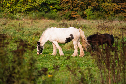 Beautiful White Horse Grazing in a Green Field with Lush Surroundings During an Autumn Day Capturing the Essence of Nature and Tranquility