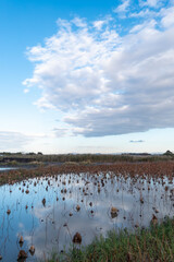 初冬のビオトープのハスの池　枯れたハスがつくりだす模様が美しい