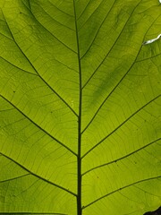 Nature’s Pattern: Detailed Leaf Vein Texture in Green