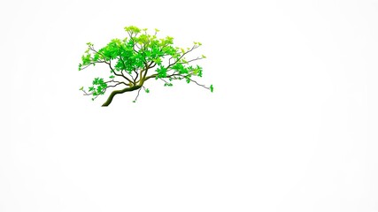 Obraz premium A Lush Green Tree Branch Isolated on White Background for Design Projects