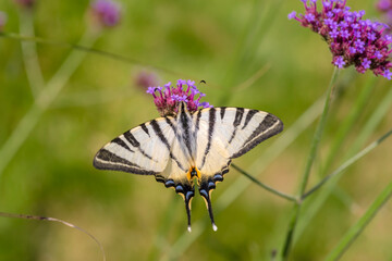 Prawdziwie fantastyczny motyl, paź żeglarz, witeź żeglarz, żeglarek  (Iphiclides podalirius) żywi się nektarem w kwiatach. Piękny motyl (o „tropikalnym” wyglądzie), dość rzadki we wschodniej Polsce.