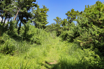 Fototapeta premium 제주도 서귀포시 안덕면 감산리 월라봉