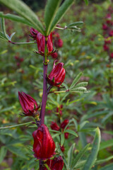 This appears to be the roselle plant (Hibiscus sabdariffa), commonly grown for its edible calyxes, which are used in teas, jams, and beverages.