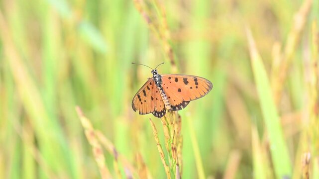 Acraea terpsicore or&nbsp;tawny coster butterfly. lt is a small leathery-winged&nbsp;butterfly. Butterfly sitting on the paddy plants.  It belongs to the&nbsp;Nymphalidae&nbsp;or brush-footed butterfly family.
