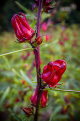 This appears to be the roselle plant (Hibiscus sabdariffa), commonly grown for its edible calyxes, which are used in teas, jams, and beverages.