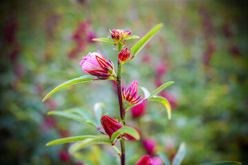 This appears to be the roselle plant (Hibiscus sabdariffa), commonly grown for its edible calyxes, which are used in teas, jams, and beverages.