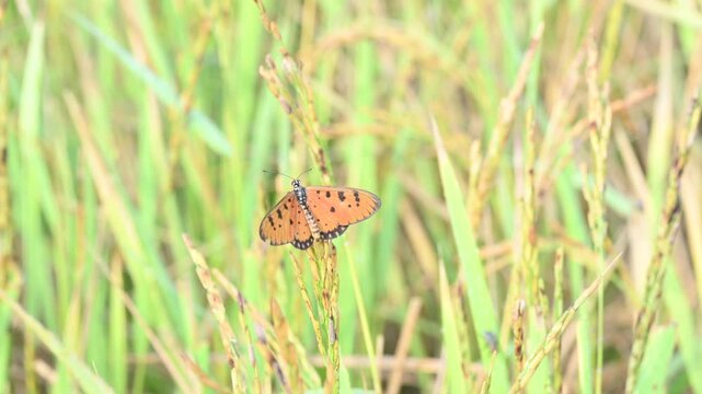 Acraea terpsicore or&nbsp;tawny coster butterfly. lt is a small leathery-winged&nbsp;butterfly. Butterfly sitting on the paddy plants.  It belongs to the&nbsp;Nymphalidae&nbsp;or brush-footed butterfly family.