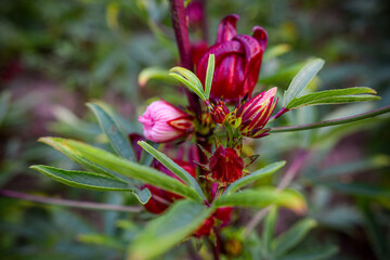 This appears to be the roselle plant (Hibiscus sabdariffa), commonly grown for its edible calyxes, which are used in teas, jams, and beverages.