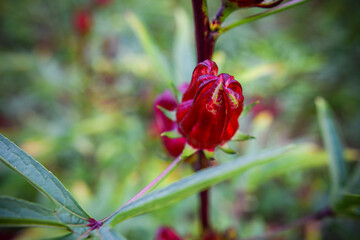 This appears to be the roselle plant (Hibiscus sabdariffa), commonly grown for its edible calyxes, which are used in teas, jams, and beverages.