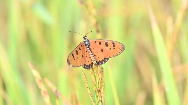 Acraea terpsicore or&nbsp;tawny coster butterfly. lt is a small leathery-winged&nbsp;butterfly. Butterfly sitting on the paddy plants.  It belongs to the&nbsp;Nymphalidae&nbsp;or brush-footed butterfly family.