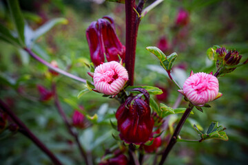 This appears to be the roselle plant (Hibiscus sabdariffa), commonly grown for its edible calyxes, which are used in teas, jams, and beverages.