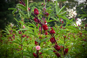 This appears to be the roselle plant (Hibiscus sabdariffa), commonly grown for its edible calyxes, which are used in teas, jams, and beverages.