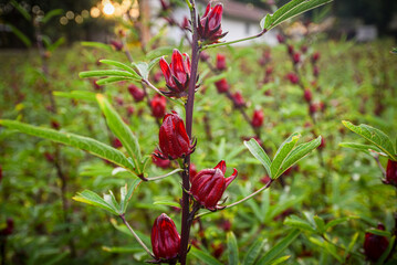 This appears to be the roselle plant (Hibiscus sabdariffa), commonly grown for its edible calyxes, which are used in teas, jams, and beverages.