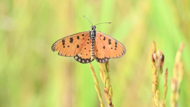 Acraea terpsicore or&nbsp;tawny coster butterfly. lt is a small leathery-winged&nbsp;butterfly. Butterfly sitting on the paddy plants.  It belongs to the&nbsp;Nymphalidae&nbsp;or brush-footed butterfly family.