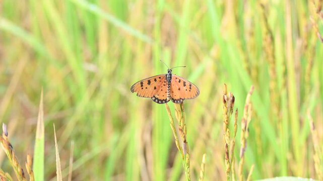 Acraea terpsicore or&nbsp;tawny coster butterfly. lt is a small leathery-winged&nbsp;butterfly. Butterfly sitting on the paddy plants.  It belongs to the&nbsp;Nymphalidae&nbsp;or brush-footed butterfly family.