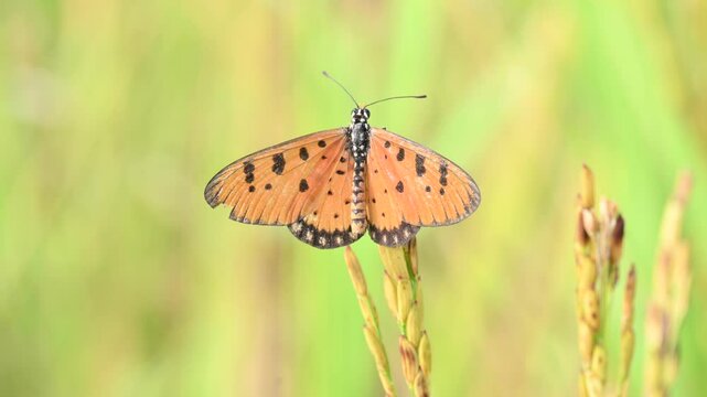 Acraea terpsicore or&nbsp;tawny coster butterfly. lt is a small leathery-winged&nbsp;butterfly. Butterfly sitting on the paddy plants.  It belongs to the&nbsp;Nymphalidae&nbsp;or brush-footed butterfly family.