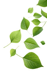 Naklejka premium Green leaves are floating in the air., isolated on a transparent background