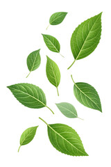 Fototapeta premium Green leaves are floating in the air., isolated on a transparent background