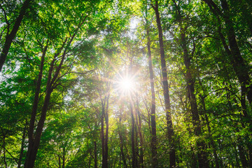 Sunlight Streams Through Lush Green Forest Canopy Creating a Serene and Tranquil Atmosphere