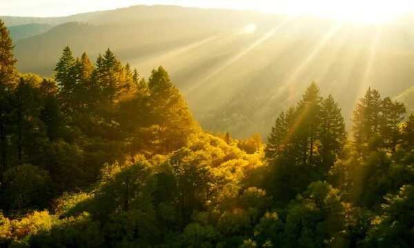 Wald Panorama mit Sonnenstrahlen